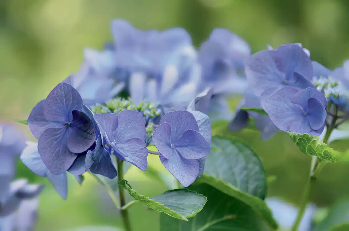 Bouture d'hortensia comment la réussir