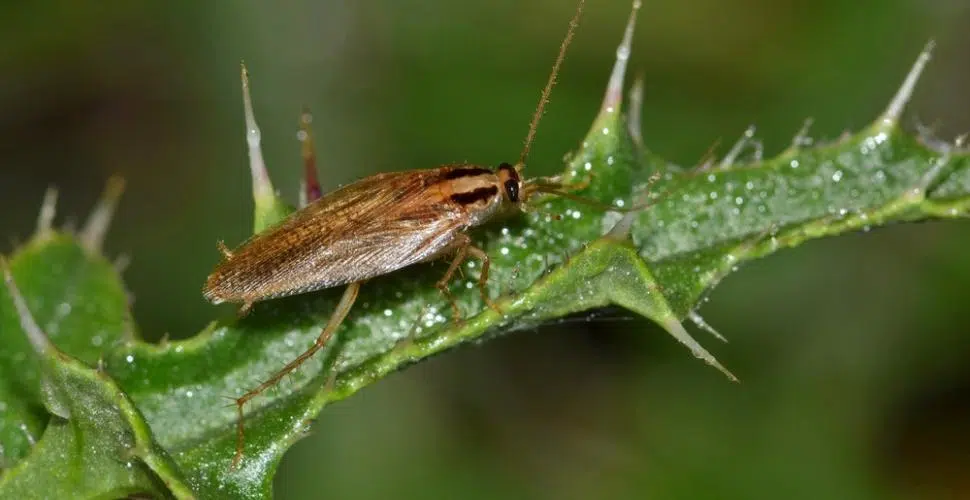 reconnaître une blatte de jardin